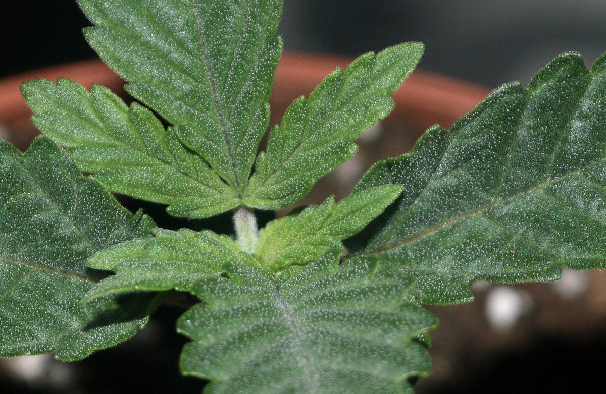 Seedlingb