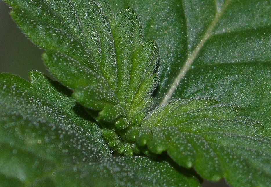 Seedlingfrost