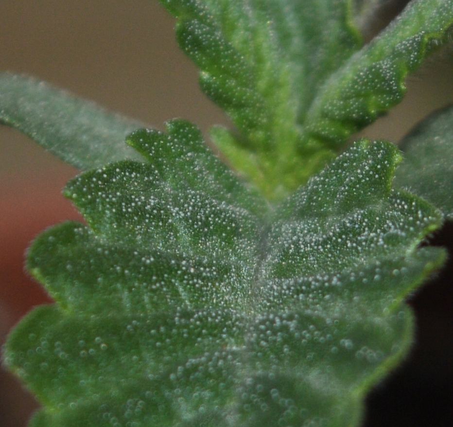 Seedlingfrost