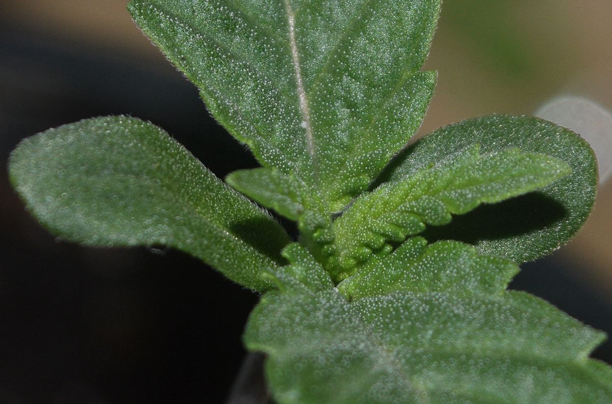 Seedlingfrost2