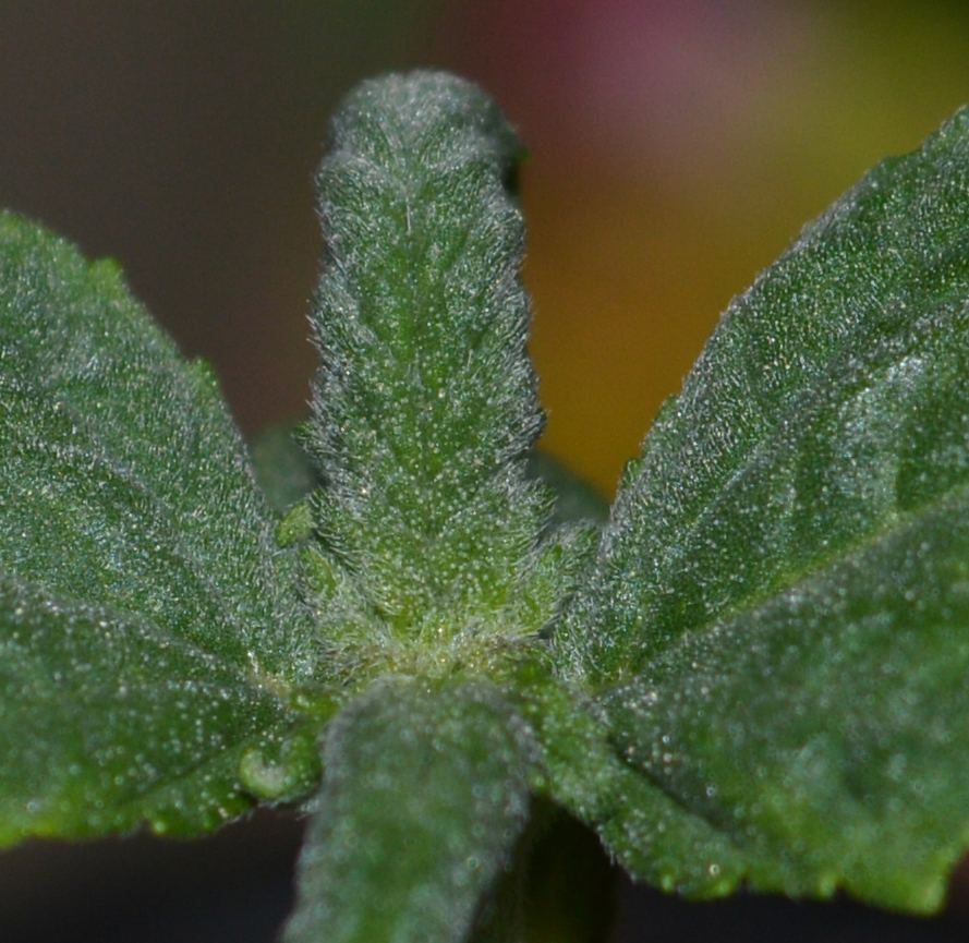 Seedlingfrostclaw