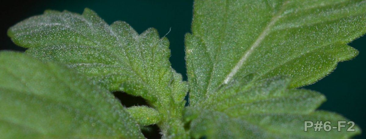 Seedlingfrosttest3