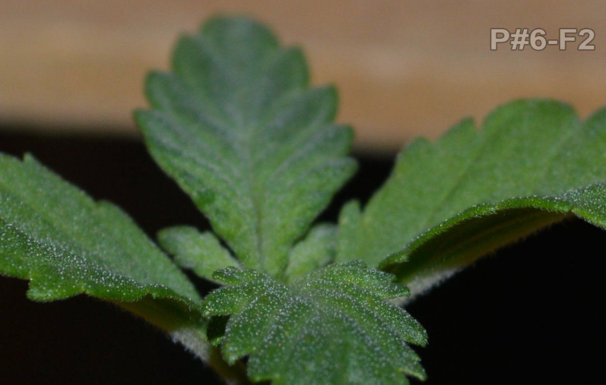 Seedlingfrosttest4