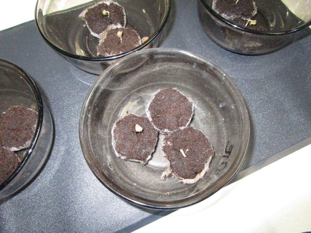Seedlings 002