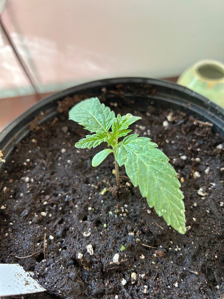 Seedlings   30 days from start 2