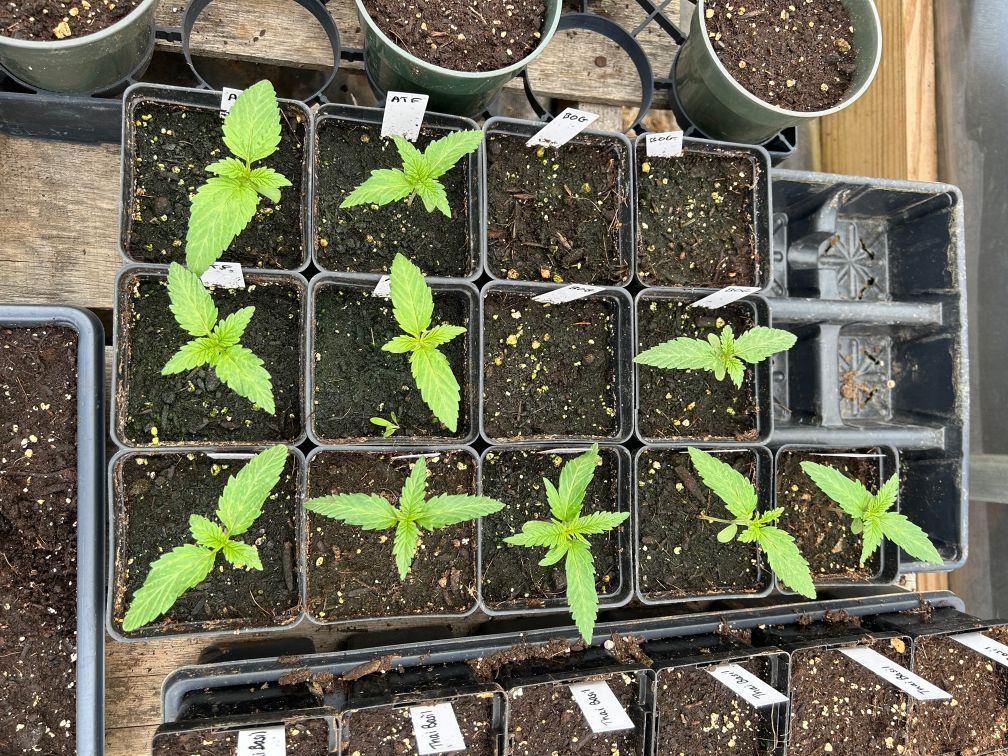 Seedlings   30 days from start