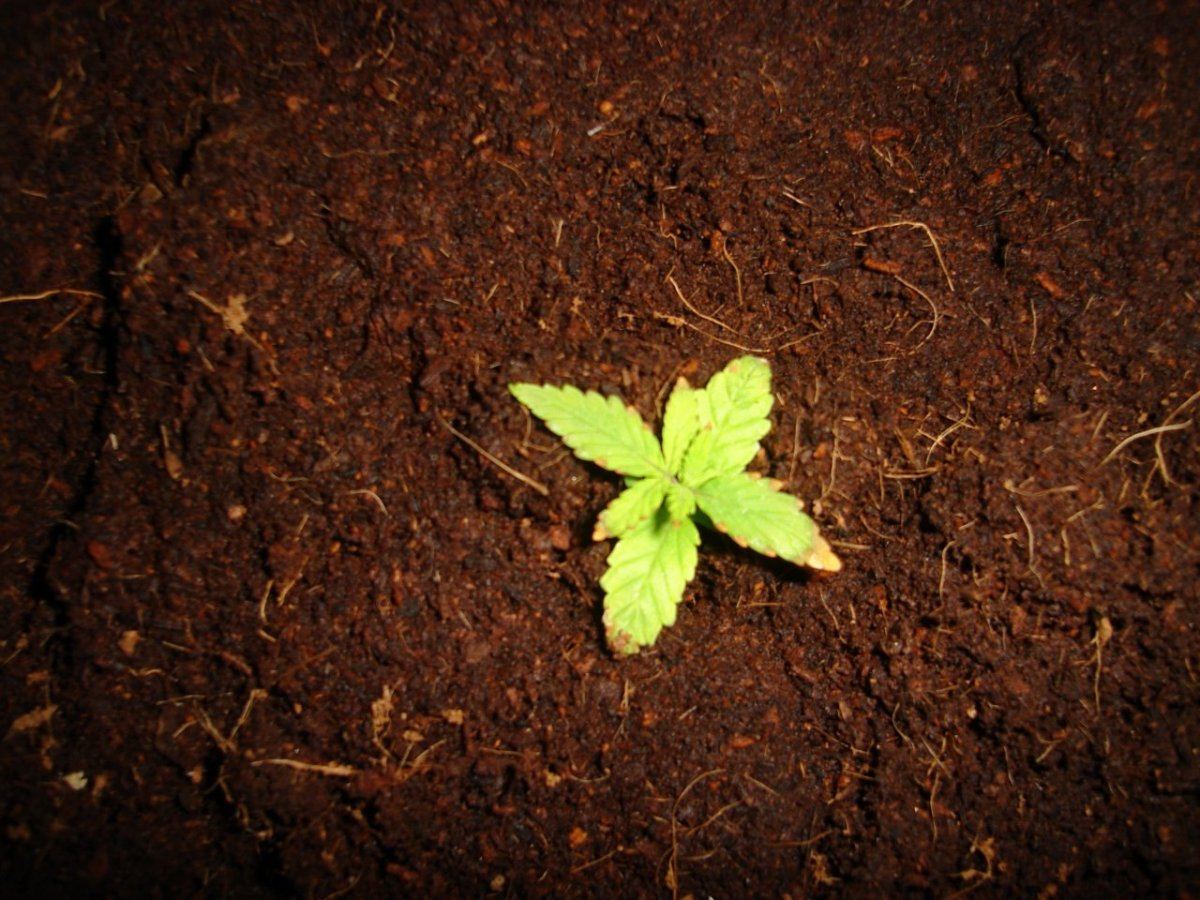 Seedlings are browning please help 2