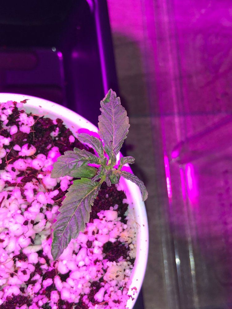 Seedlings are struggling any advise  first time in coco