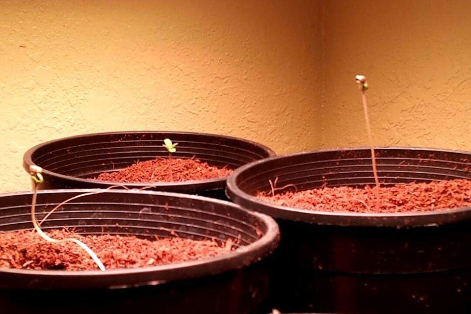 Seedlings bending over