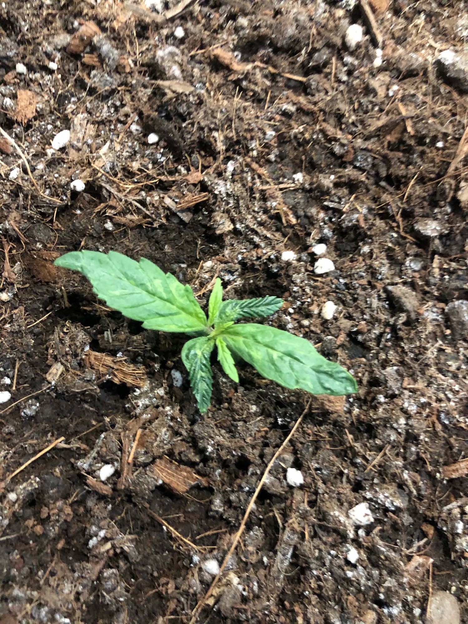 Seedlings deformation please i need help 3