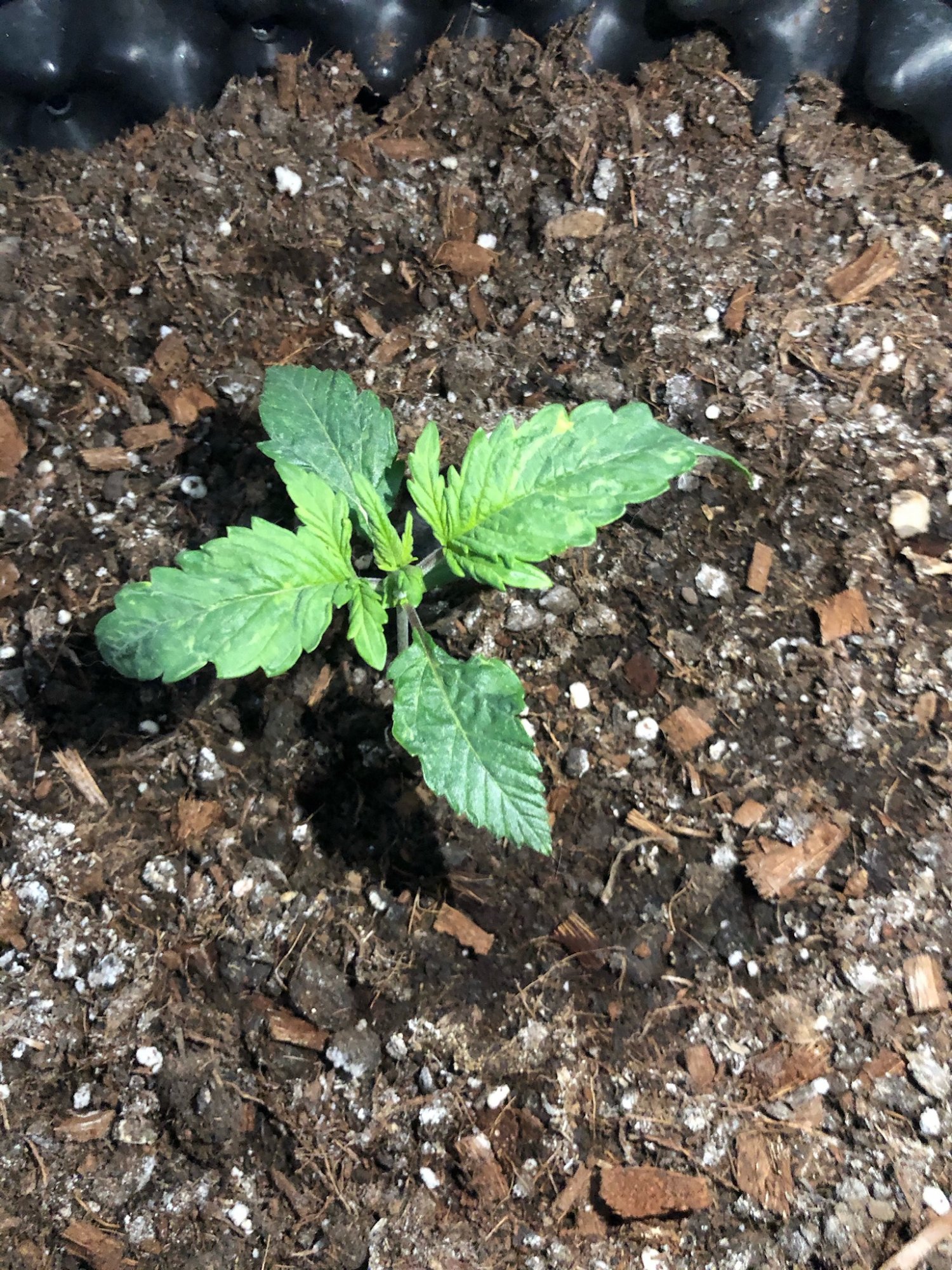 Seedlings deformation please i need help