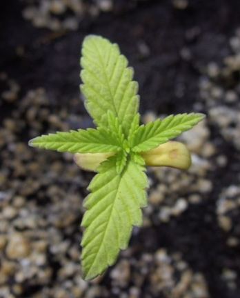 Seedlings done for 3