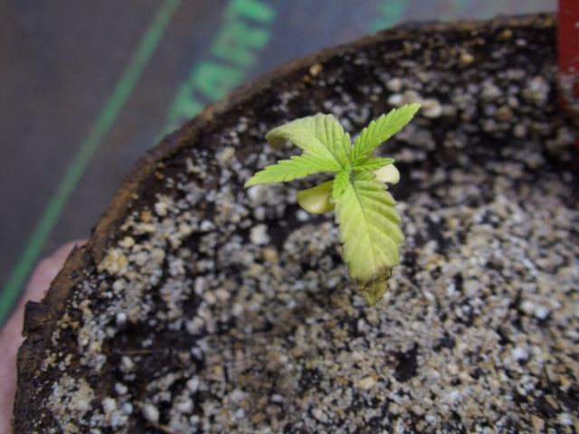 Seedlings done for 4