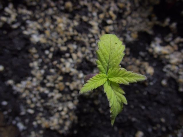 Seedlings done for 5
