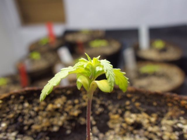 Seedlings done for 6
