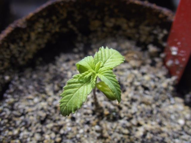 Seedlings done for 7