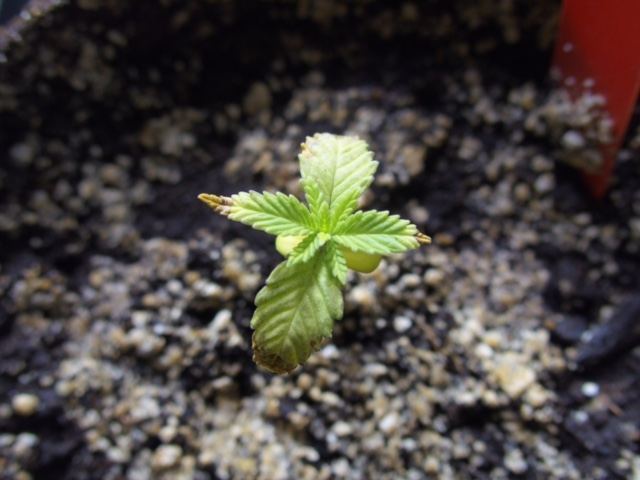 Seedlings done for 8