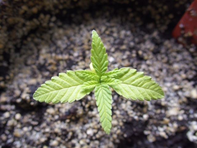 Seedlings done for 9