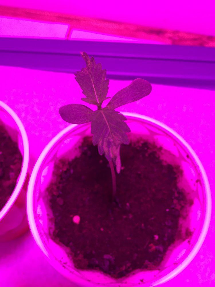 Seedlings first true leaves twisted down with yellowbrown spots help 2