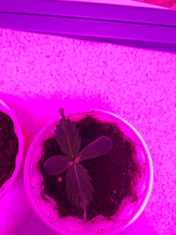 Seedlings first true leaves twisted down with yellowbrown spots help