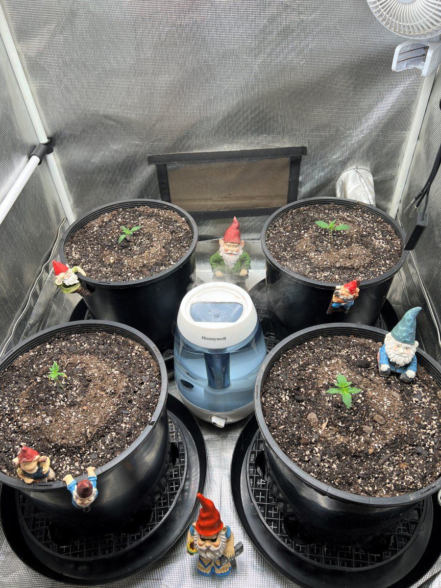 Seedlings