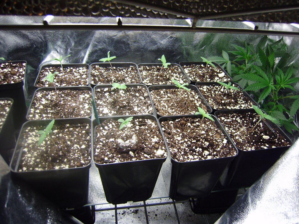 Seedlings