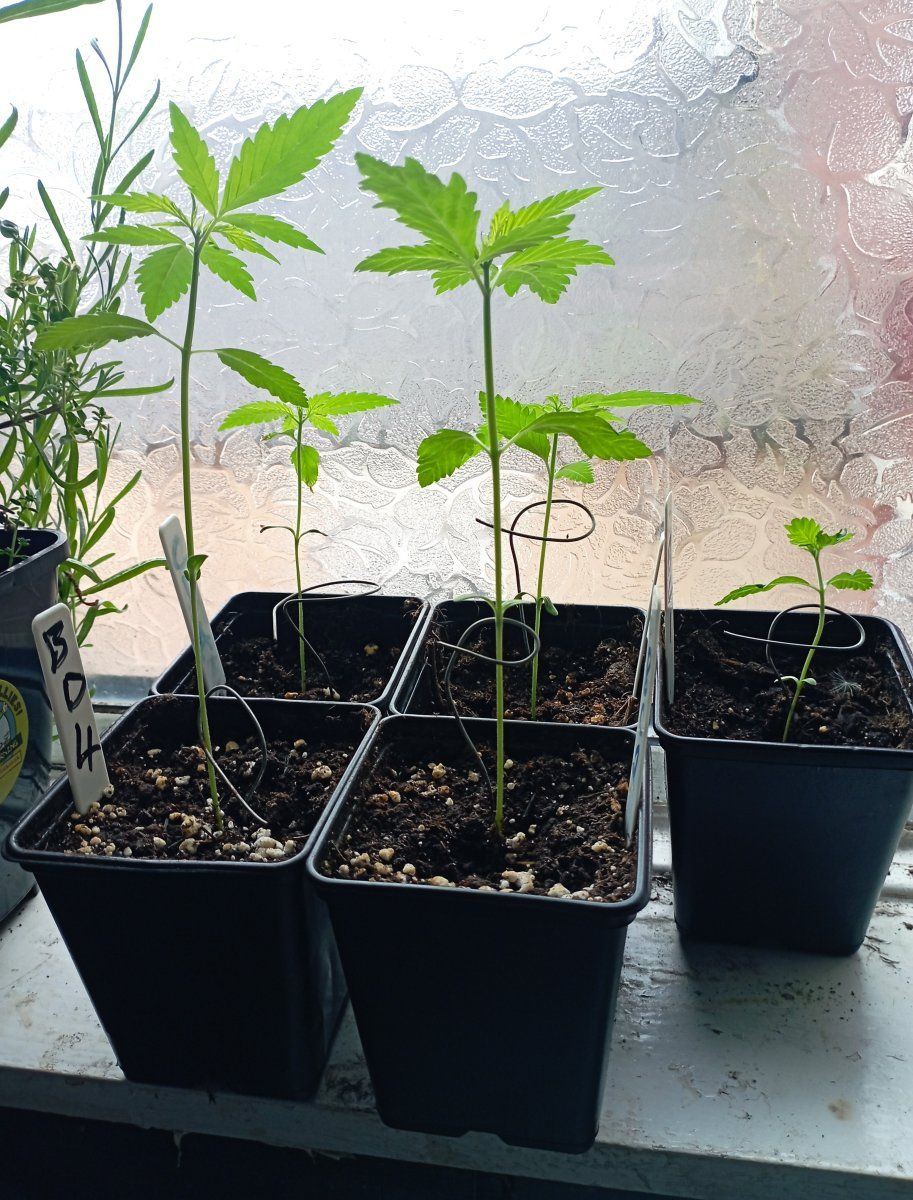 Seedlings