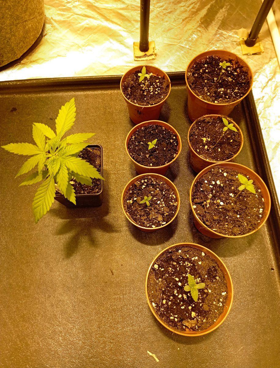 Seedlings