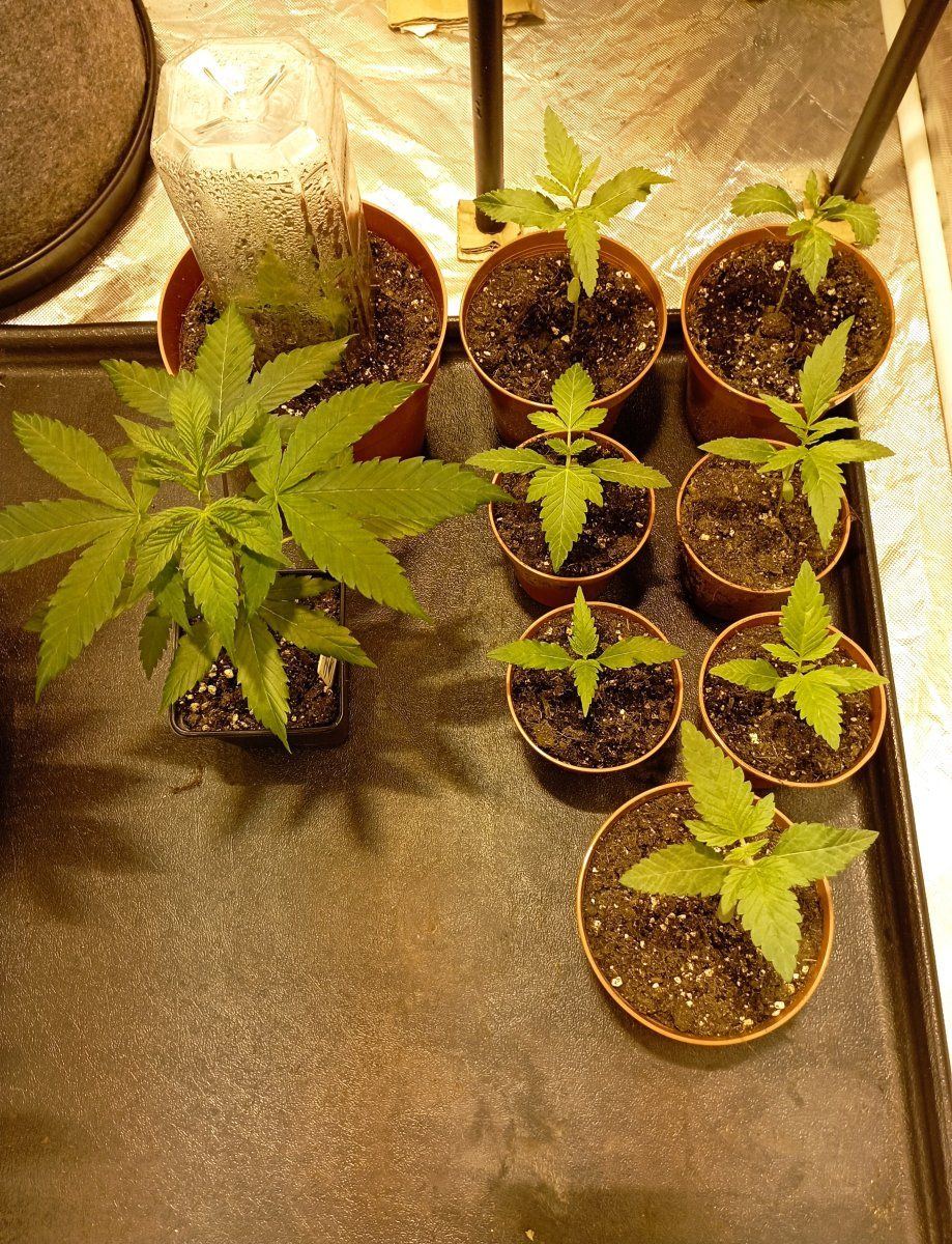 Seedlings