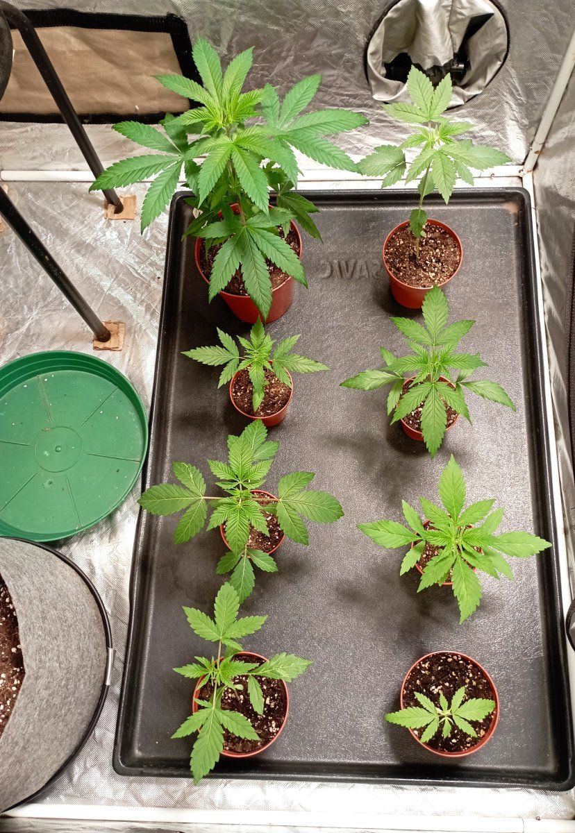 Seedlings