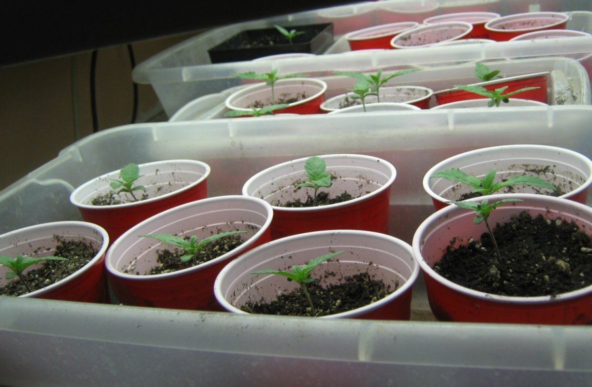 Seedlings