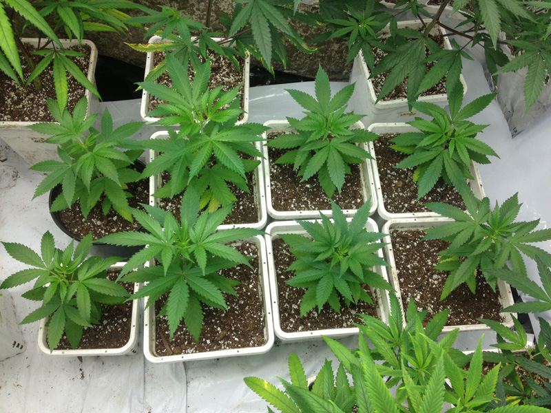 Seedlings