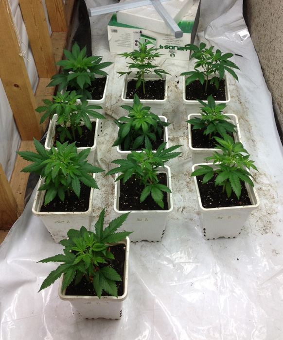 Seedlings