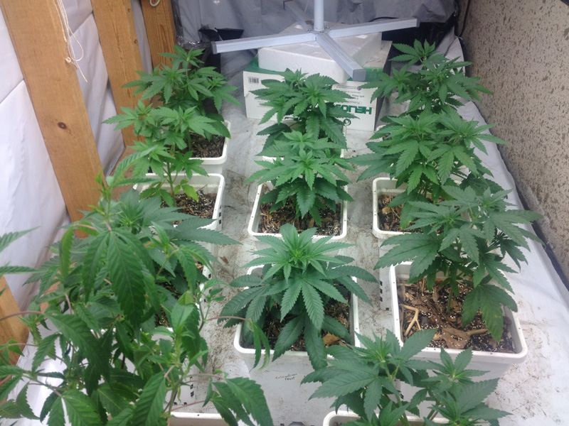 Seedlings