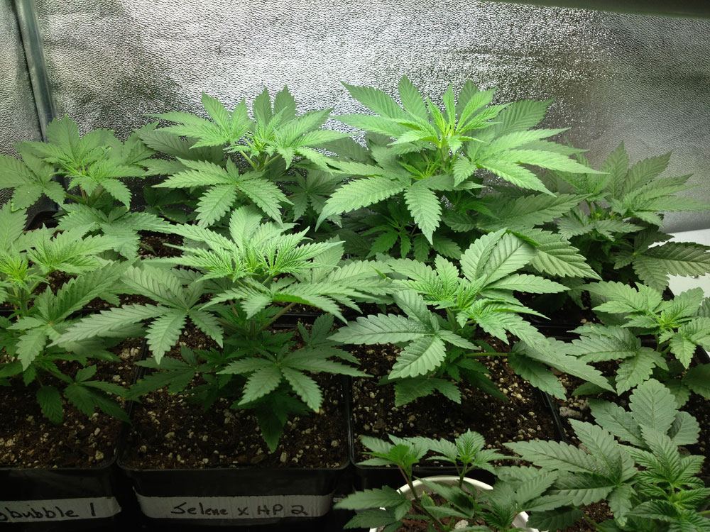 Seedlings