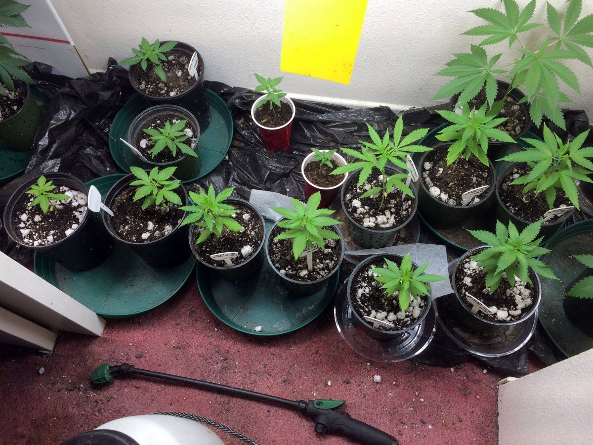 Seedlings