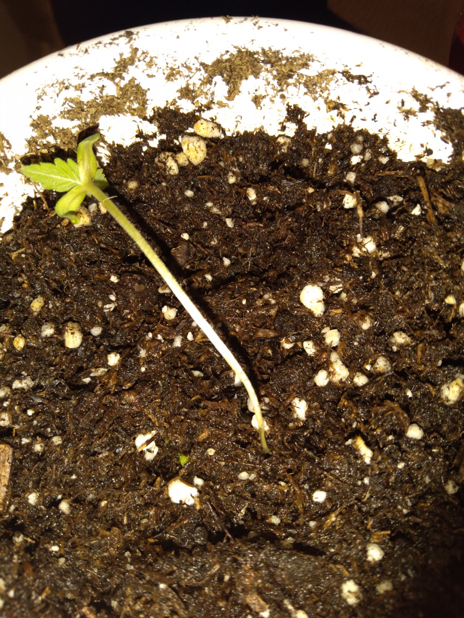 Seedlings keep wilting over and  dying 2