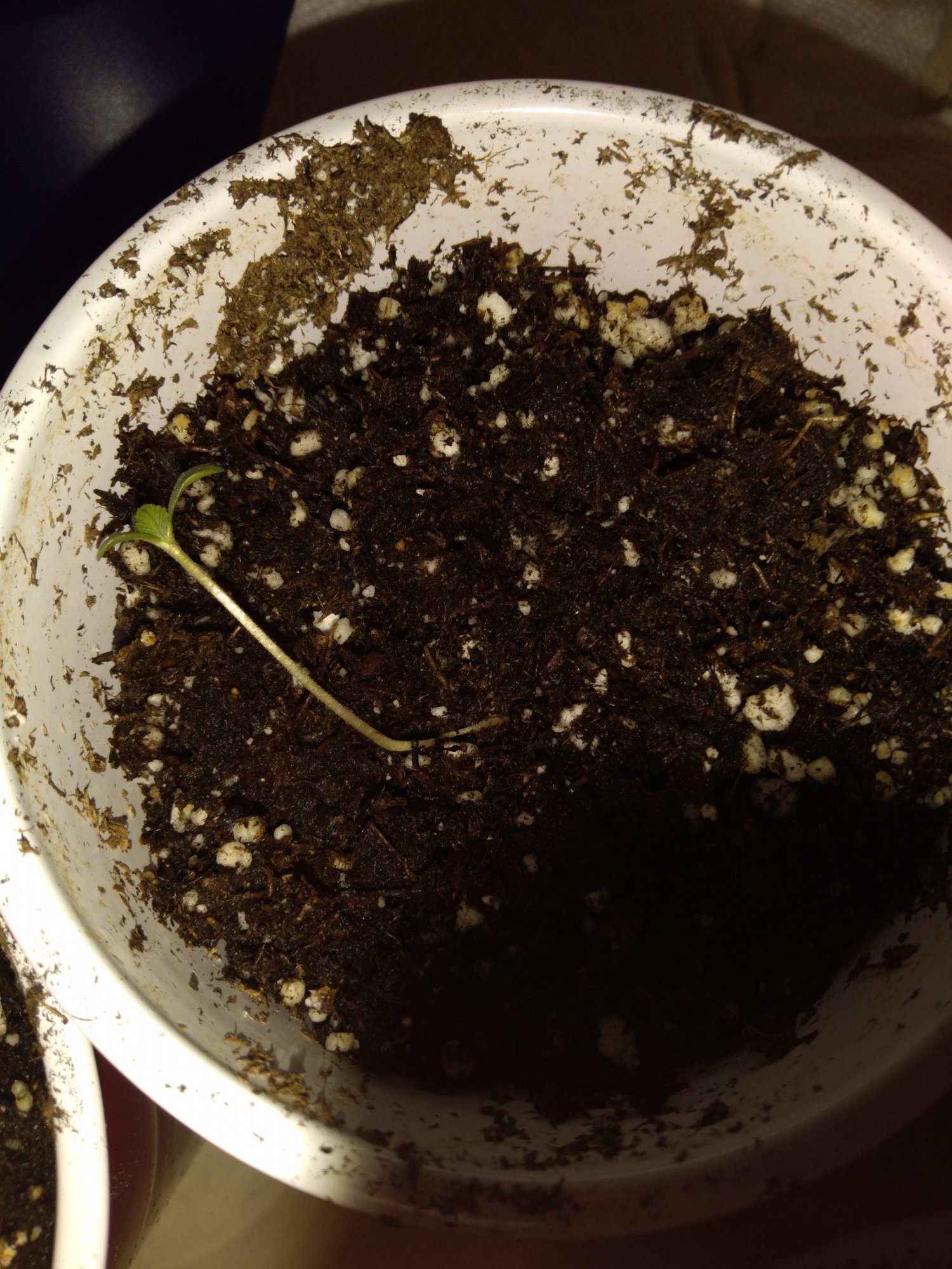 Seedlings keep wilting over and  dying 3