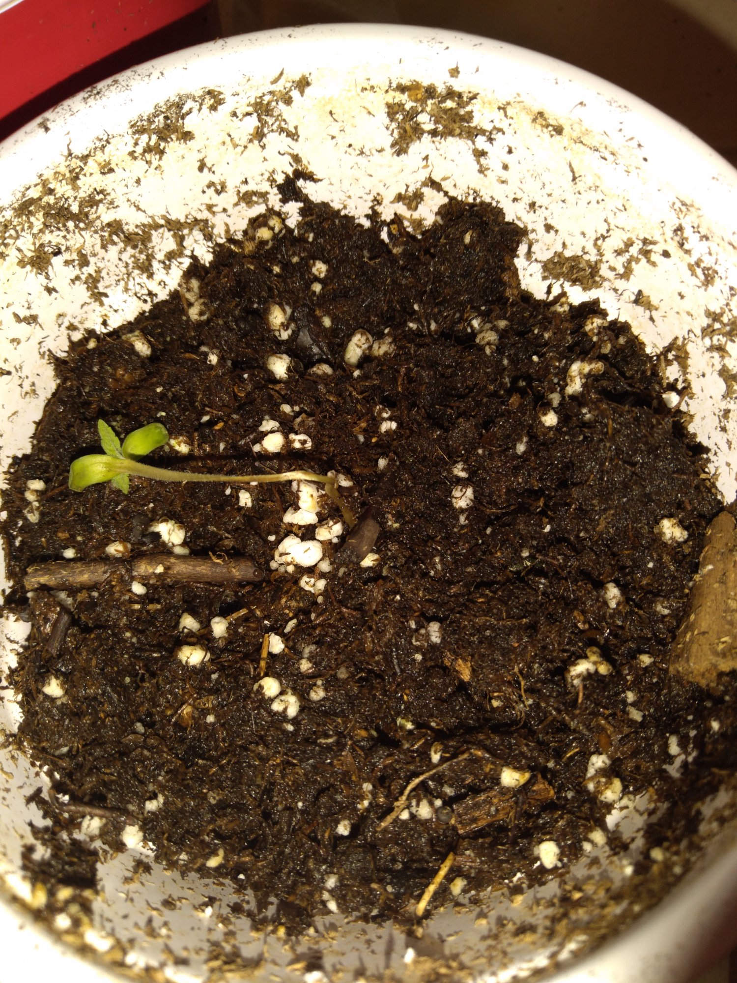 Seedlings keep wilting over and  dying