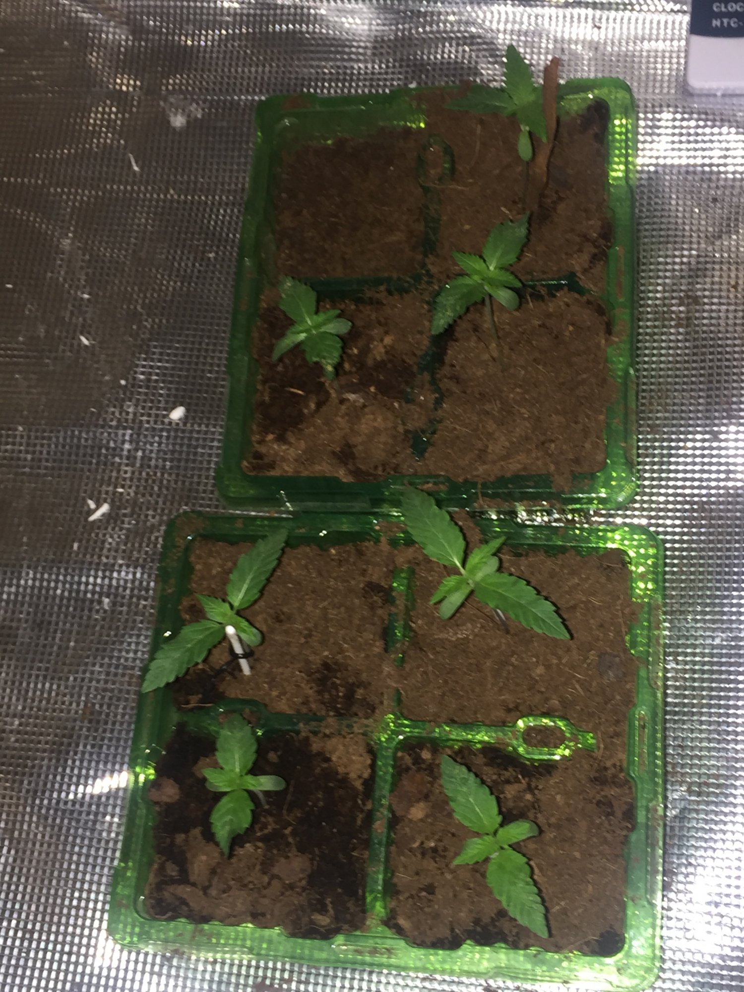 Seedlings look sick 3