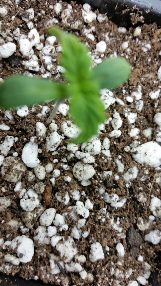 Seedlings looking unhealthy   pics 2