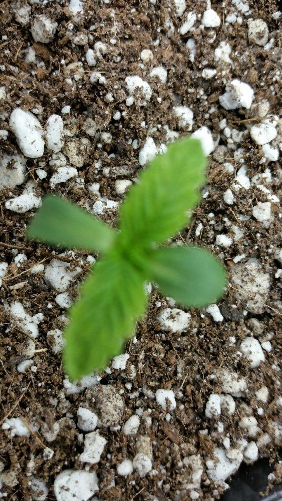 Seedlings looking unhealthy   pics