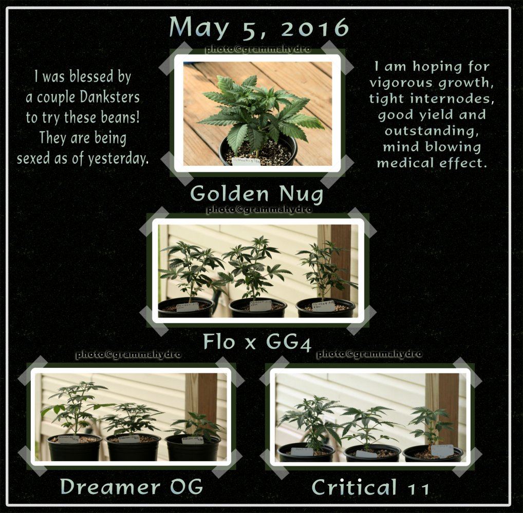 Seedlings may 2016