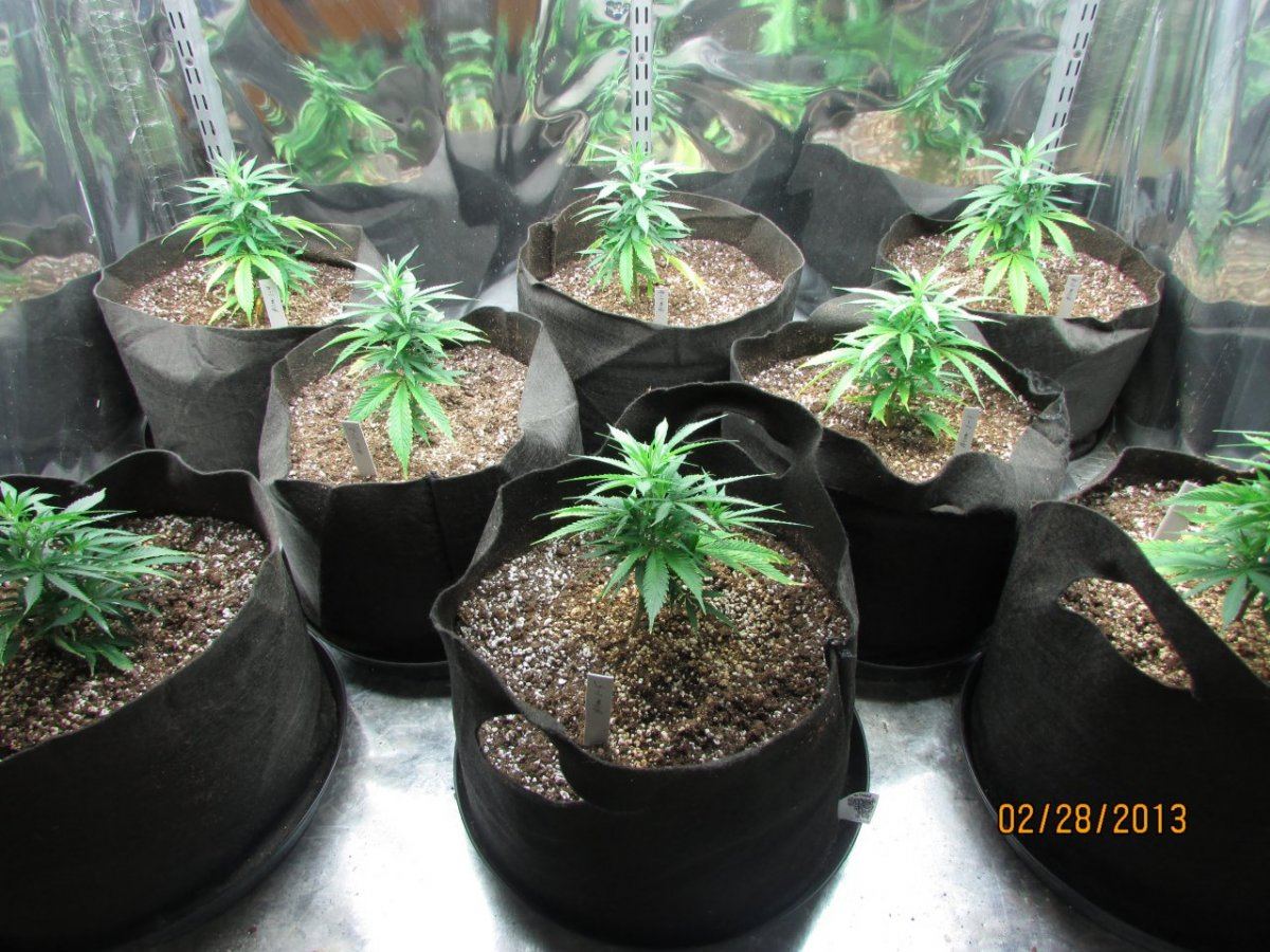 Seedlings n cats 056