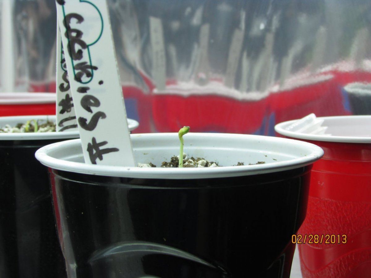 Seedlings n cats 070