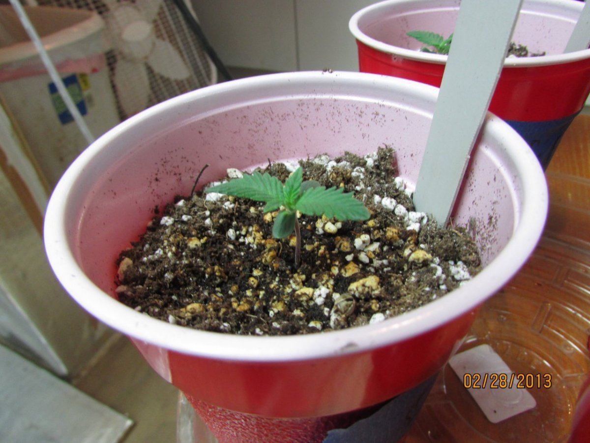 Seedlings n cats 081