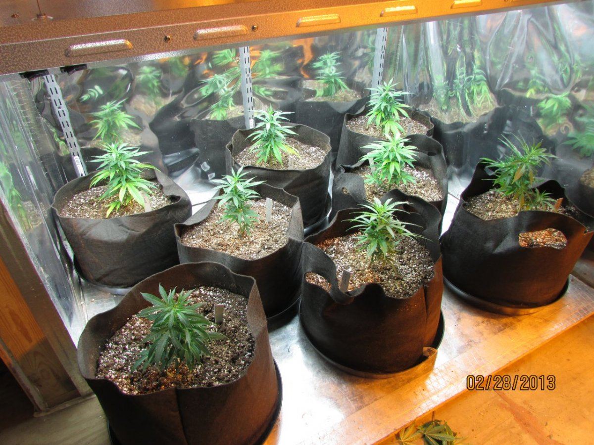Seedlings n cats 114