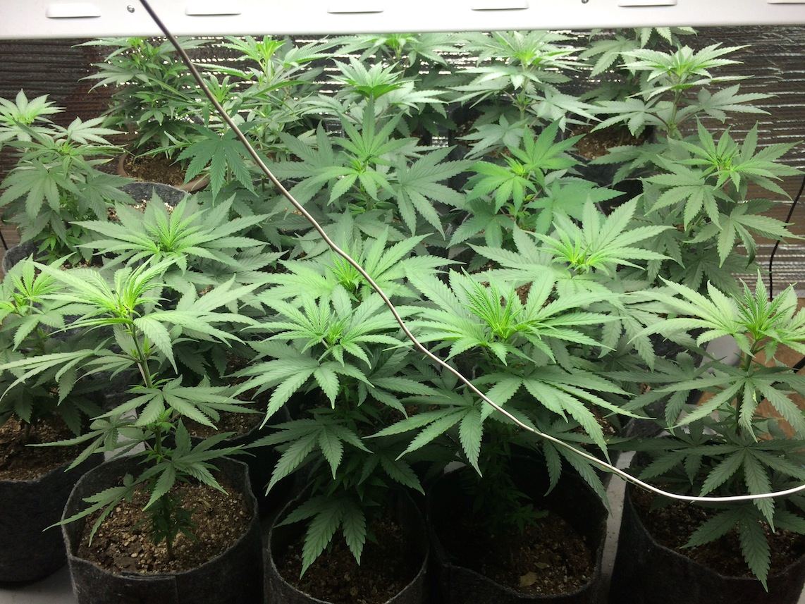 SEEDLINGS sf