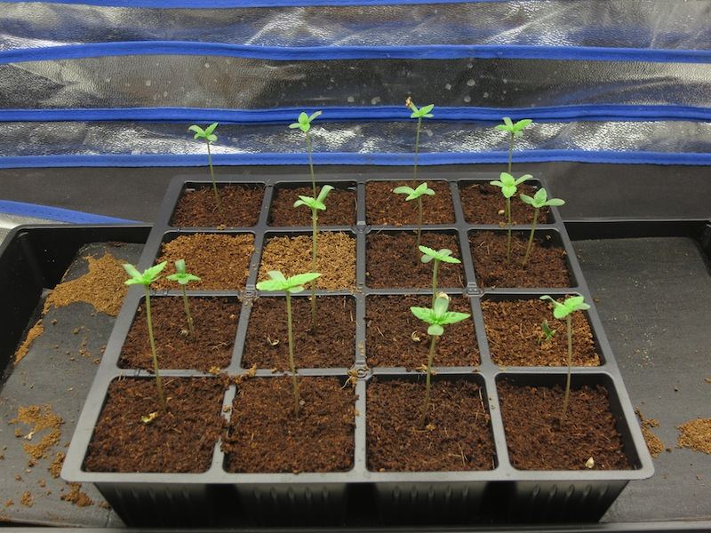 SEEDLINGS sf