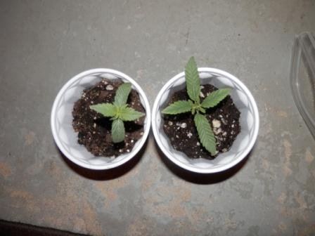 Seedlings   to cover or not   my results 2